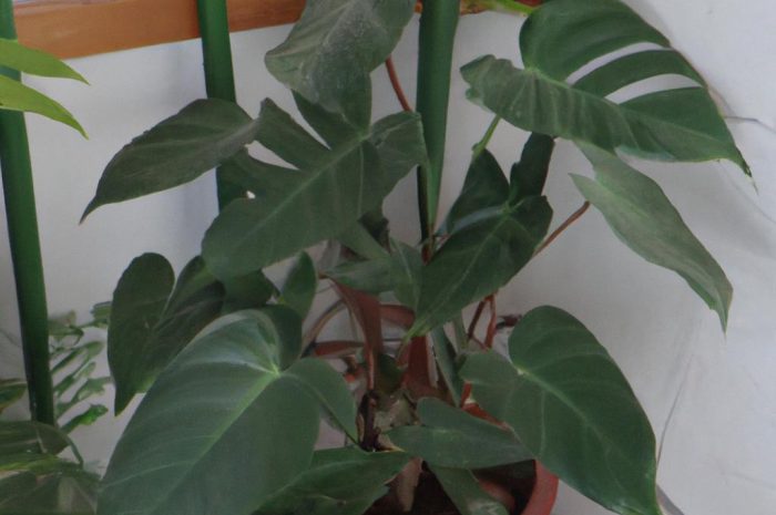 Filodendron pnący – popularny mieszkaniec domów