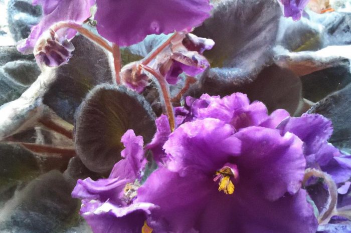 Fiołek afrykański, który wcale nie jest fiołkiem. Zasady uprawy sępolii fiołkowej