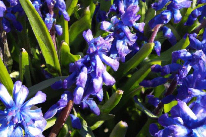 Fioletowe kwiaty wiosenne – poznaj 15 najpiękniejszych wiosennych kwiatów!