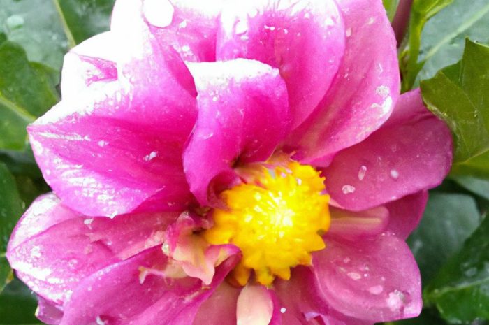 Firletka – mrozoodporny kwiat ozdobny