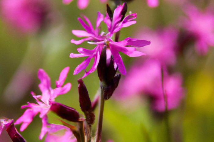 Firletka poszarpana – roślina łąkowa, która z powodzeniem ozdobi twój ogród!