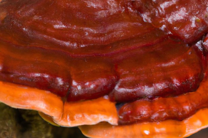 Fistulina hepatica, czyli ozorek dębowy – wyjątkowy cud natury o smaku wątroby