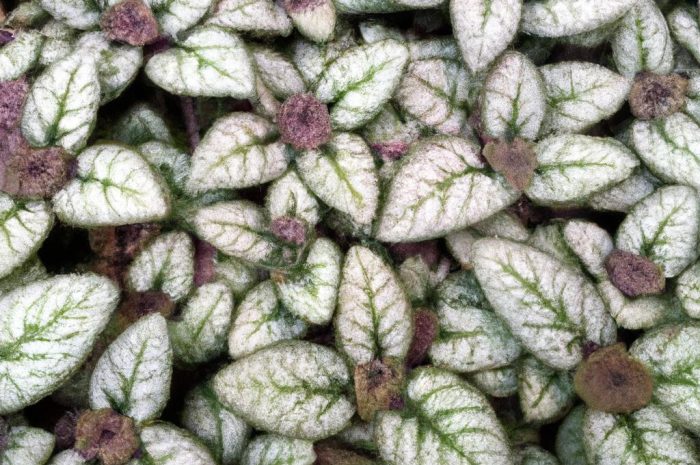 Fitonia – roślina o wyjątkowo pięknych liściach