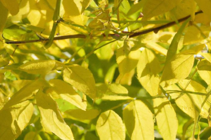 Flebodium złociste – popularna paproć do uprawy w doniczce