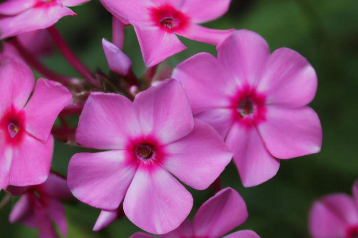 Floks – jak uprawiać tę roślinę? Sprawdź, jakie wymagania ma płomyk!