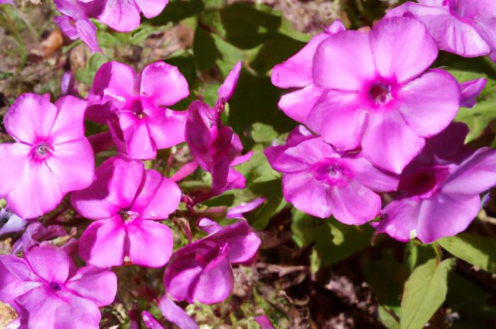 Floks wiechowaty – uprawa i rozmnażanie. Jakie wymagania ma płomyk wiechowaty?