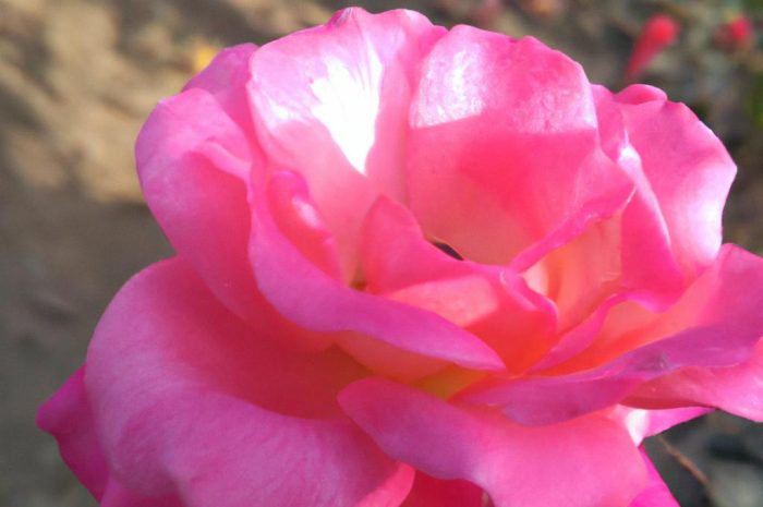 Floribunda, czyli obficie kwitnące róże. Poznaj ich odmiany, sposób uprawy i pielęgnacji