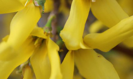 Biedrzeniec – roślina o niepowtarzalnym smaku i zapachu. Jak uprawiać ją w swoim przydomowym ogrodzie?
