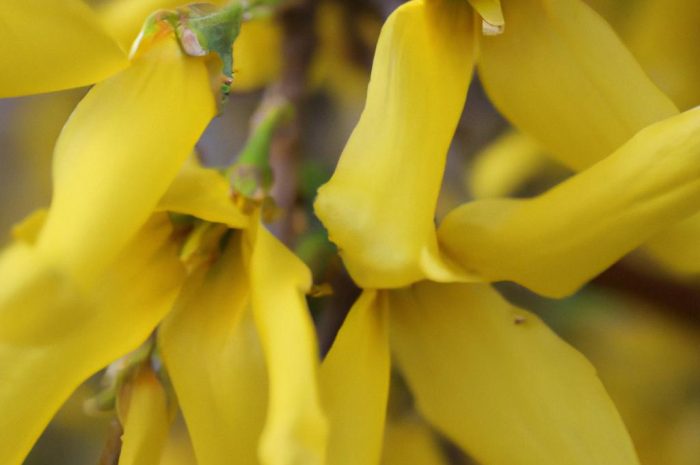 Forsycja – charakterystyka, uprawa i właściwości roślin z rodzaju Forsythia