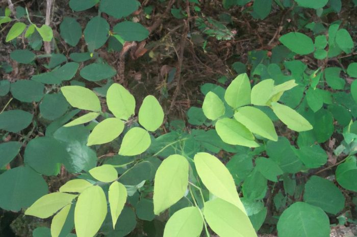 Fotosynteza, czyli niezbędny proces dla rozwoju roślin