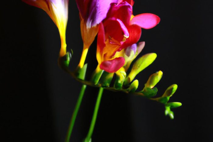 Frezja – uprawa i odmiany delikatnej rośliny