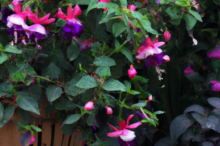 Fuksja, inaczej ułanka – jak ją pielęgnować, aby obficie kwitła?