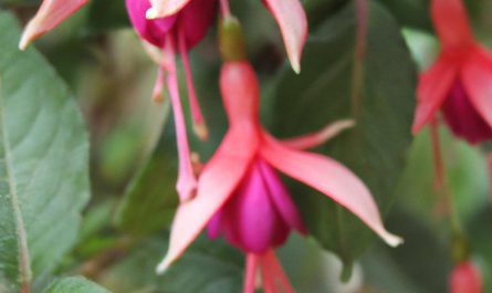 Biedrzeniec – roślina o niepowtarzalnym smaku i zapachu. Jak uprawiać ją w swoim przydomowym ogrodzie?