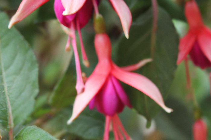 Fuksja mieszańcowa (Fuchsia hybrida) – jej uprawa, nawożenie i pielęgnacja