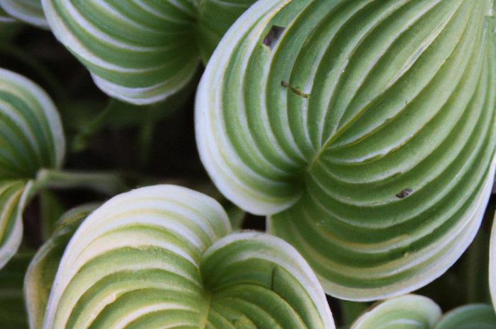 Funkia, czyli hosta – piękna roślina ozdobna o interesujących liściach i kwiatach