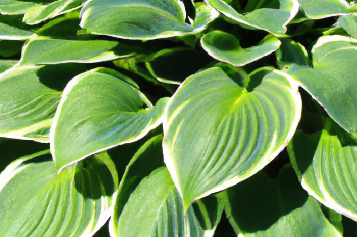 Funkia – zimowanie, uprawa i pielęgnacja