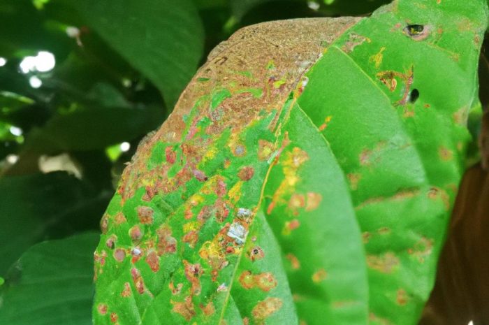 Fytoftoroza – groźna choroba grzybowa iglaków i roślin ozdobnych