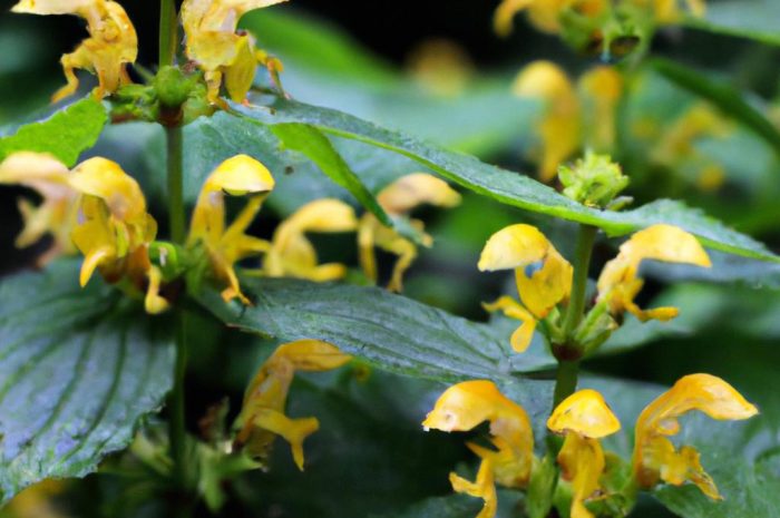 Gajowiec żółty (Galeobdolon luteum) – uprawa, pielęgnacja i rozmnażanie. Jak uprawiać tę niezwykłą roślinę?