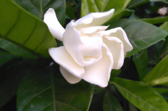 Gardenia – kwiat doniczkowy. Jak wygląda uprawa gatunku Gardenia jasminoides?