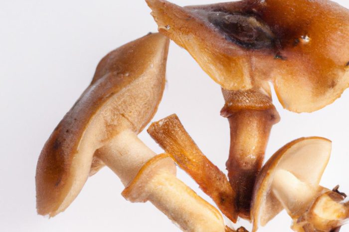 Gąska bukowa (Tricholoma ustale) – charakterystyka grzyba