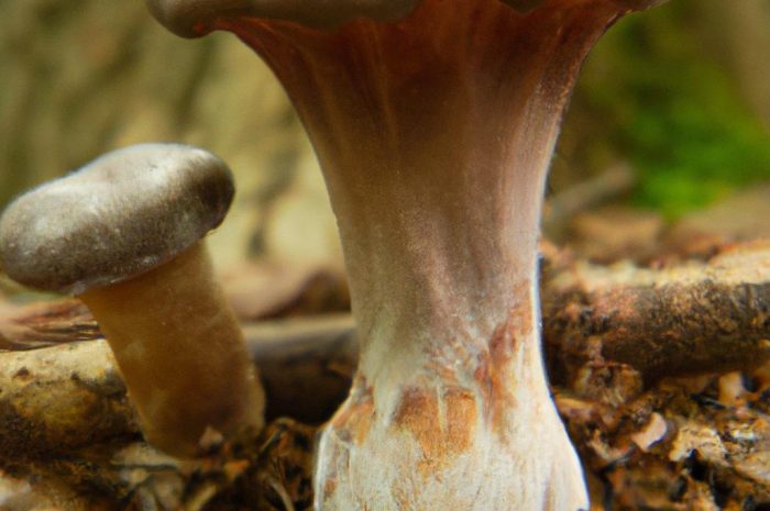 Gąska mydlana (Tricholoma saponaceum) – gatunek grzyba z rodziny gąskowatych