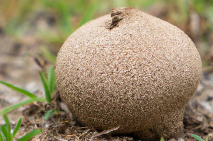 Gąska ziemistoblaszkowa – charakterystyka i porady dla grzybiarzy