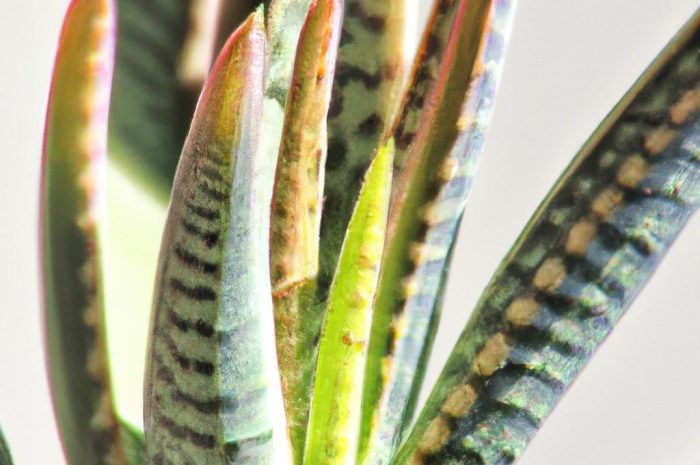 Gasteria – wszystko, co musisz o niej wiedzieć!