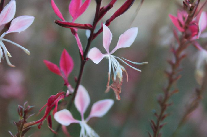 Gaura lindheimera – niezwykle ciekawa roślina ogrodowa z Ameryki Północnej