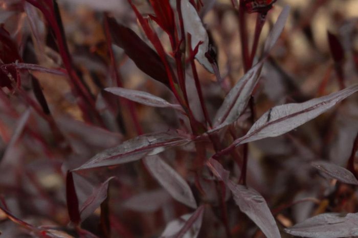 Gaura po zimie – ochrona i pielęgnacja byliny