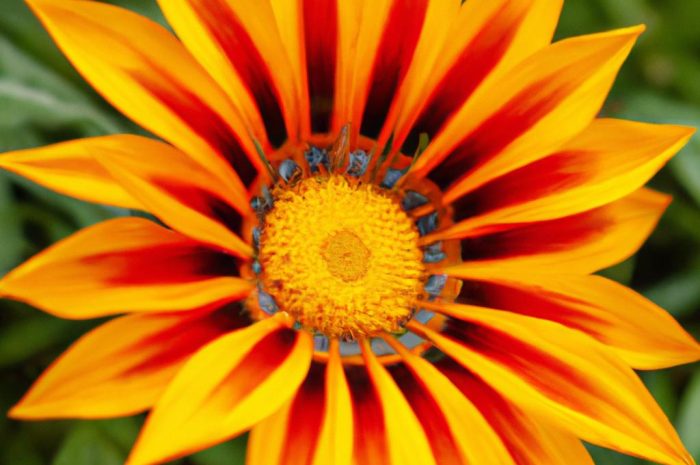 Gazania – tropikalna roślina o wyjątkowym wyglądzie