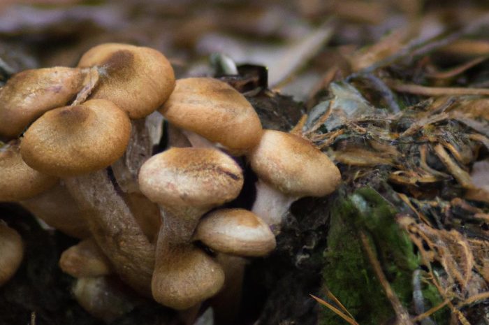 Gdzie na grzyby? Kujawsko-pomorskie to prawdziwy raj dla grzybiarzy!