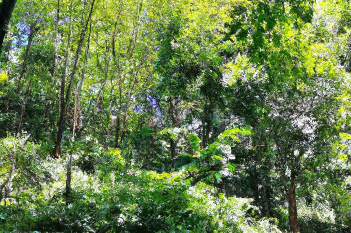 Gdzie na grzyby? Lubelskie lasy polecane przez grzybiarzy