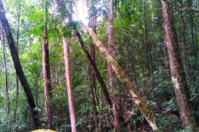 Gdzie na grzyby? Lubuskie zaprasza do swoich lasów!