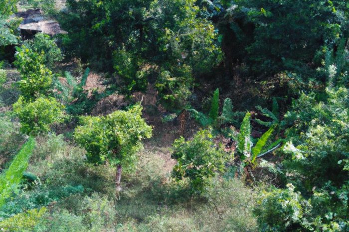 Gdzie na grzyby? Opolskie lasy do grzybobrania