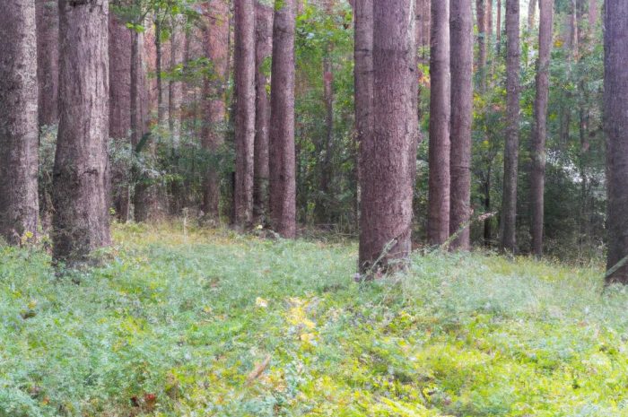 Gdzie na grzyby? Podkarpackie otwiera sezon na grzybobranie