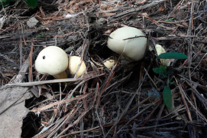 Gdzie na grzyby? Pomorskie wita miłośników grzybów