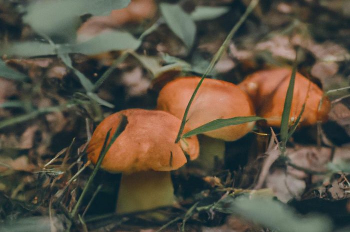 Gdzie na grzyby? Szczecin i jego okolice to doskonałe miejsce!