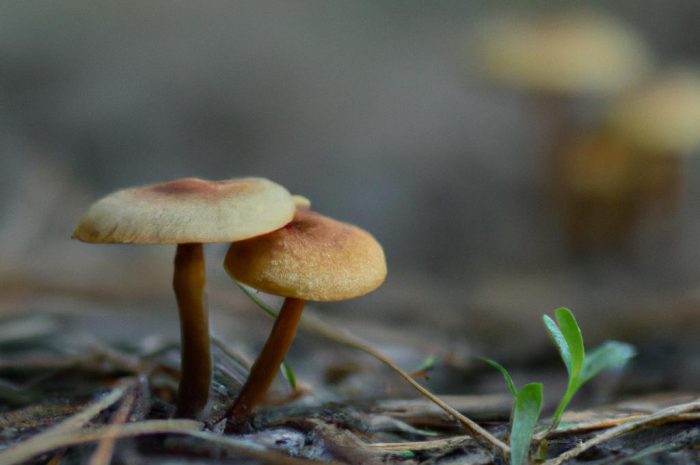 Gdzie na grzyby? Warszawa dla grzybiarzy