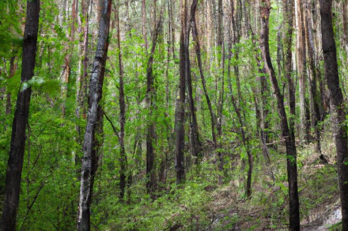 Gdzie na grzyby? Wielkopolska i bogactwo lasów