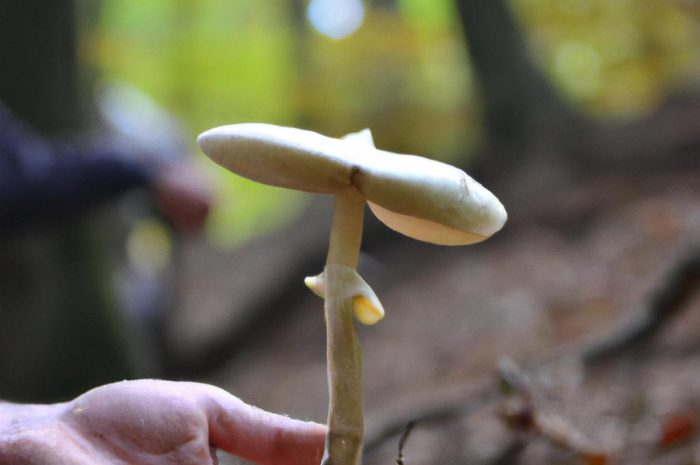 Gdzie na grzyby? Wrocław i okolice to świetne miejsce na grzybobranie!