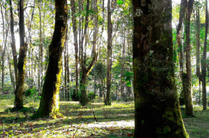 Gdzie na grzyby? Zachodniopomorskie to jedno z najlepszych miejsc dla grzybiarzy!
