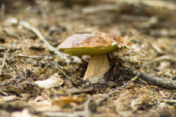 Gdzie na grzyby? Łódzkie będzie świetnym wyborem!
