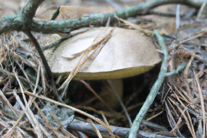 Gdzie na grzyby? Śląskie ma sporo do zaoferowania