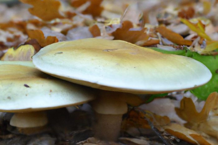 Gdzie są grzyby na Dolnym Śląsku? Poznaj najlepsze miejsce dla grzybiarzy!