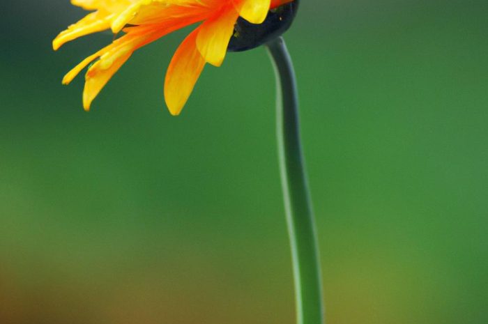 Gerbera – uprawa i pielęgnacja gerbery doniczkowej