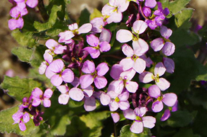 Gęsiówka kaukaska (Arabis caucasica) – sadzenie, uprawa i rozmnażanie w ogrodzie długowiecznej byliny