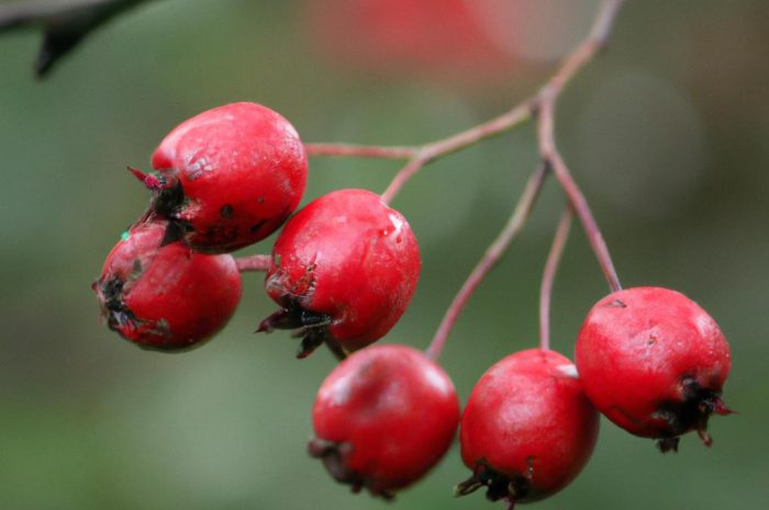 Głóg jednoszyjkowy – opis, uprawa i pielęgnacja rośliny Crataegus monogyna
