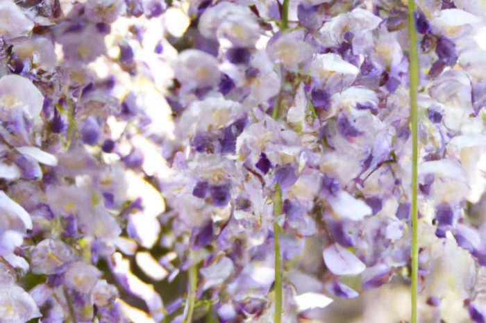 Glicynia chińska – zjawiskowe pnącze w twoim ogrodzie. Poradnik uprawy