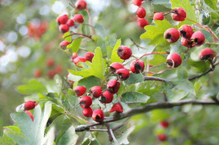 Głóg szkarłatny (Cratageus coccinea) – co to za roślina? Jak ją uprawiać? Jakie ma zastosowanie?
