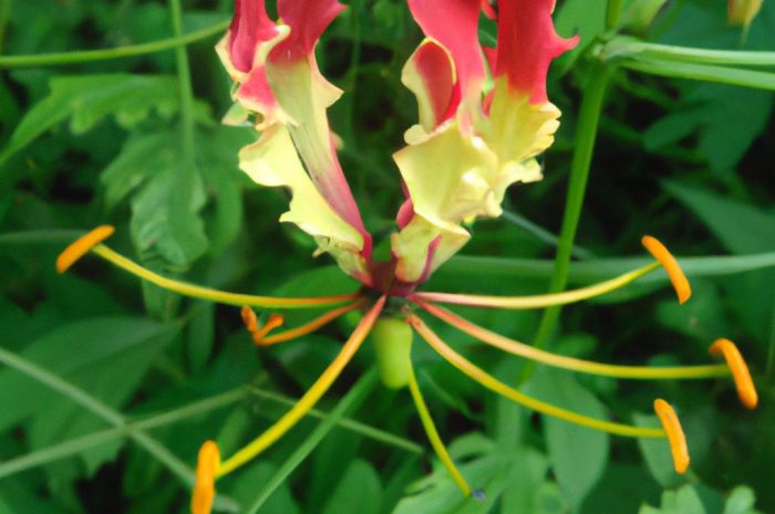 Glorioza – tropikalna roślina o pięknym wyglądzie. Sprawdź, jak ją uprawiać i pielęgnować!